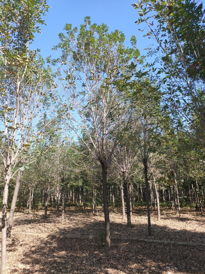 白蜡树7-15公分【山东林场直销】量大优惠/聚划算