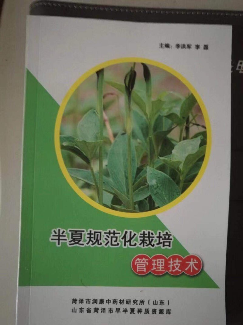 半夏种茎精品选择苗，专利技术