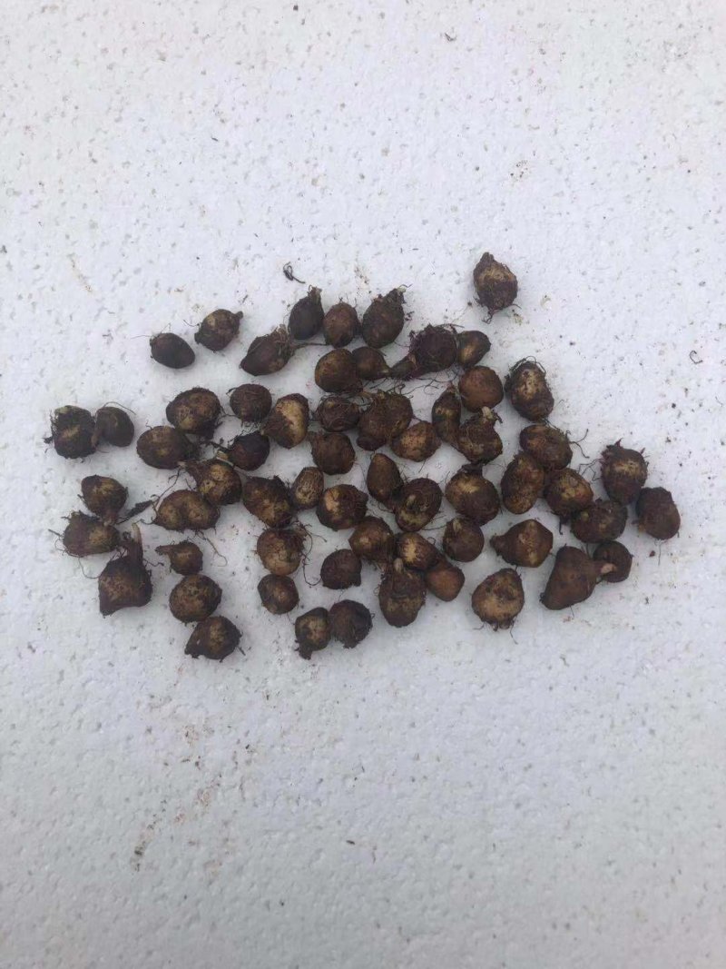半夏种茎精品选择苗，专利技术