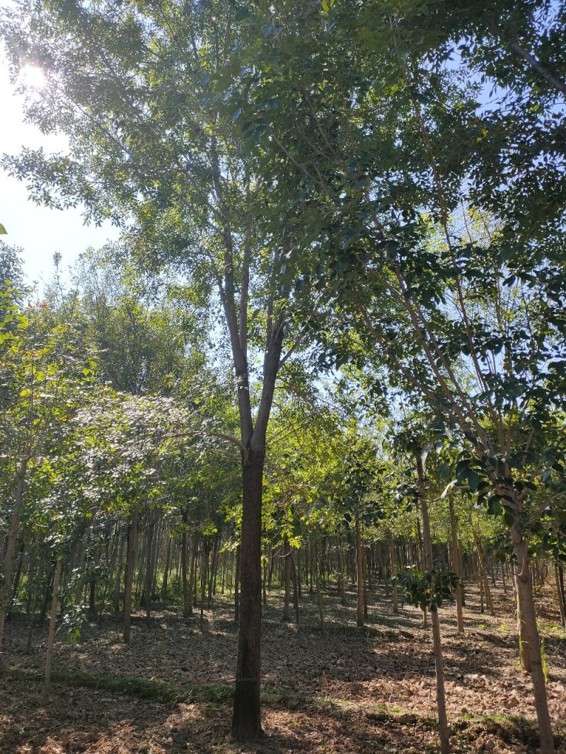白蜡树7-15公分【山东林场直销】量大优惠/聚划算