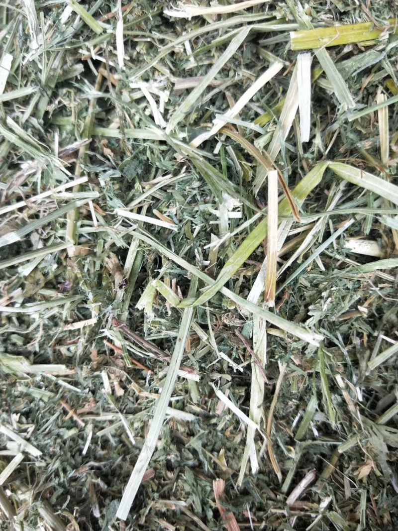 牛羊饲料苜蓿草