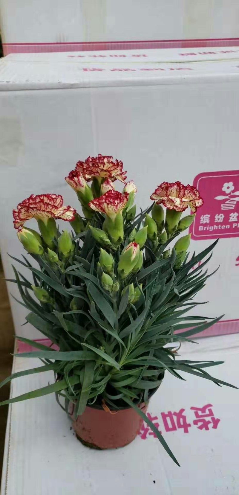 康乃馨小苗，有盆栽，切花，花色繁多，成活率高，可以盆栽