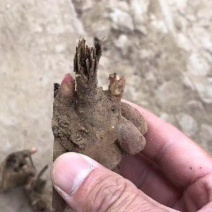 白芍芽子菏泽芍药芽头菏泽芍药基地