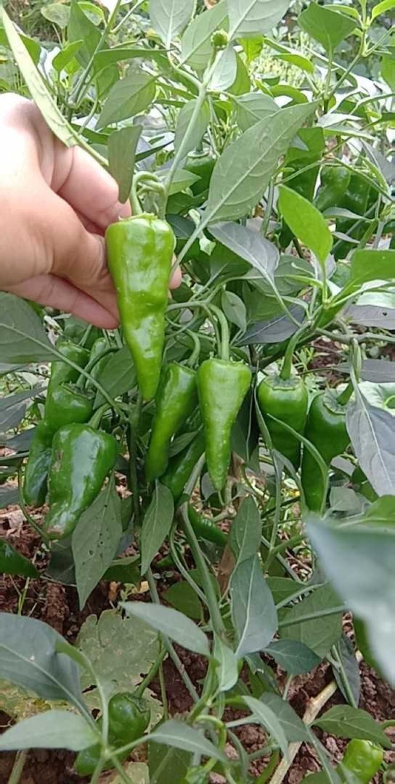 江西余干特产正宗余干辣椒