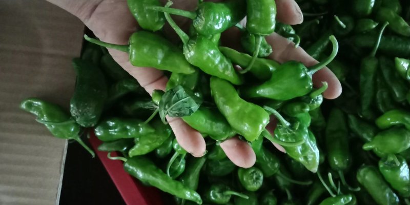 江西余干特产正宗余干辣椒