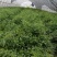 江西余干特产正宗余干辣椒