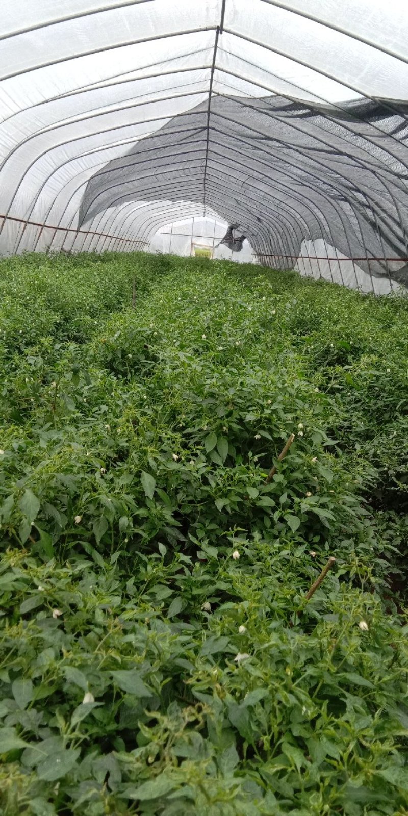 江西余干特产正宗余干辣椒