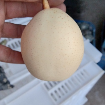 河北鸭梨质量好，价格合理，果面干净，口感细腻脆甜！