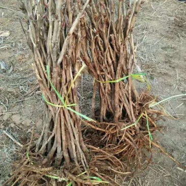 牡丹种苗，油用牡丹苗，菏泽牡丹区