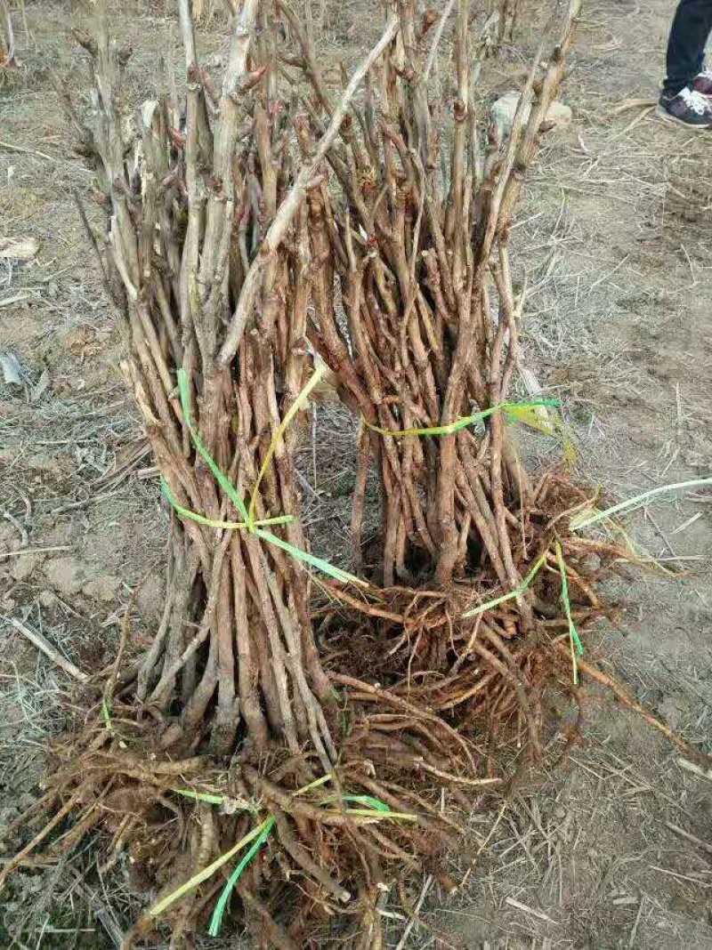 牡丹种苗，油用牡丹苗，菏泽牡丹区