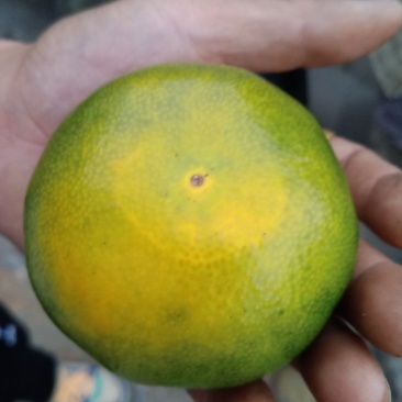橘子