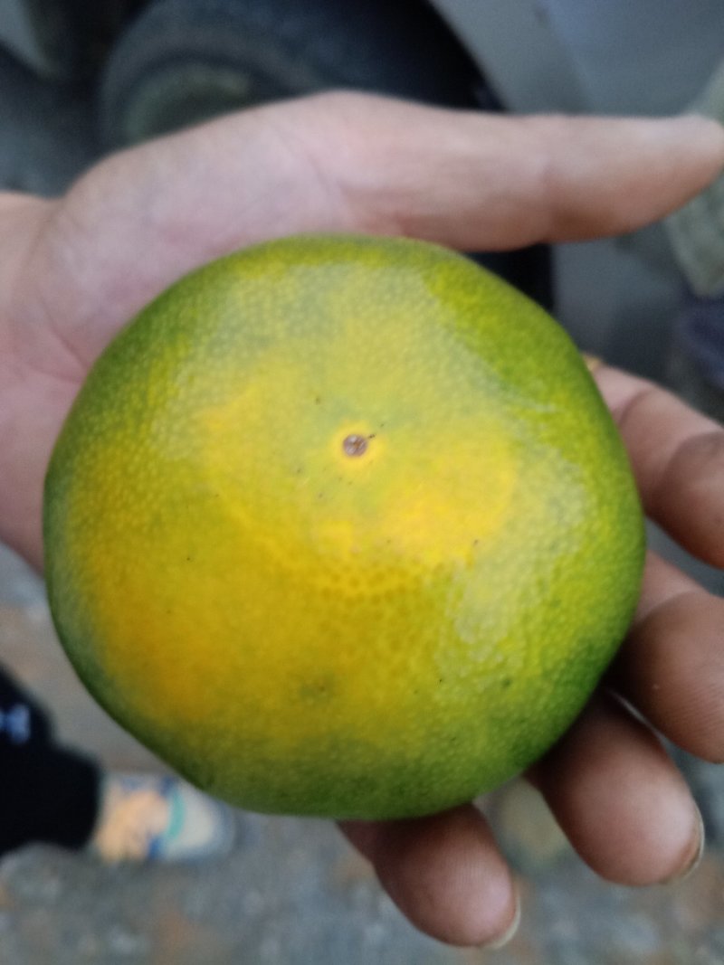 橘子