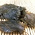 云南天然野生毛冬青叶大叶毛冬青茶苦甘叶散装包邮干