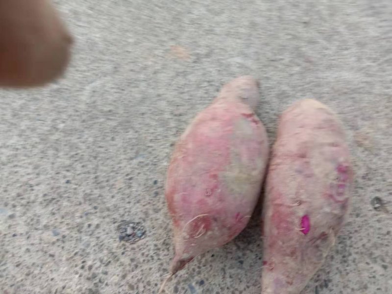红薯