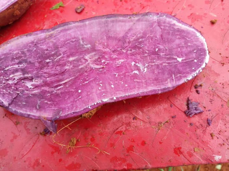 红薯