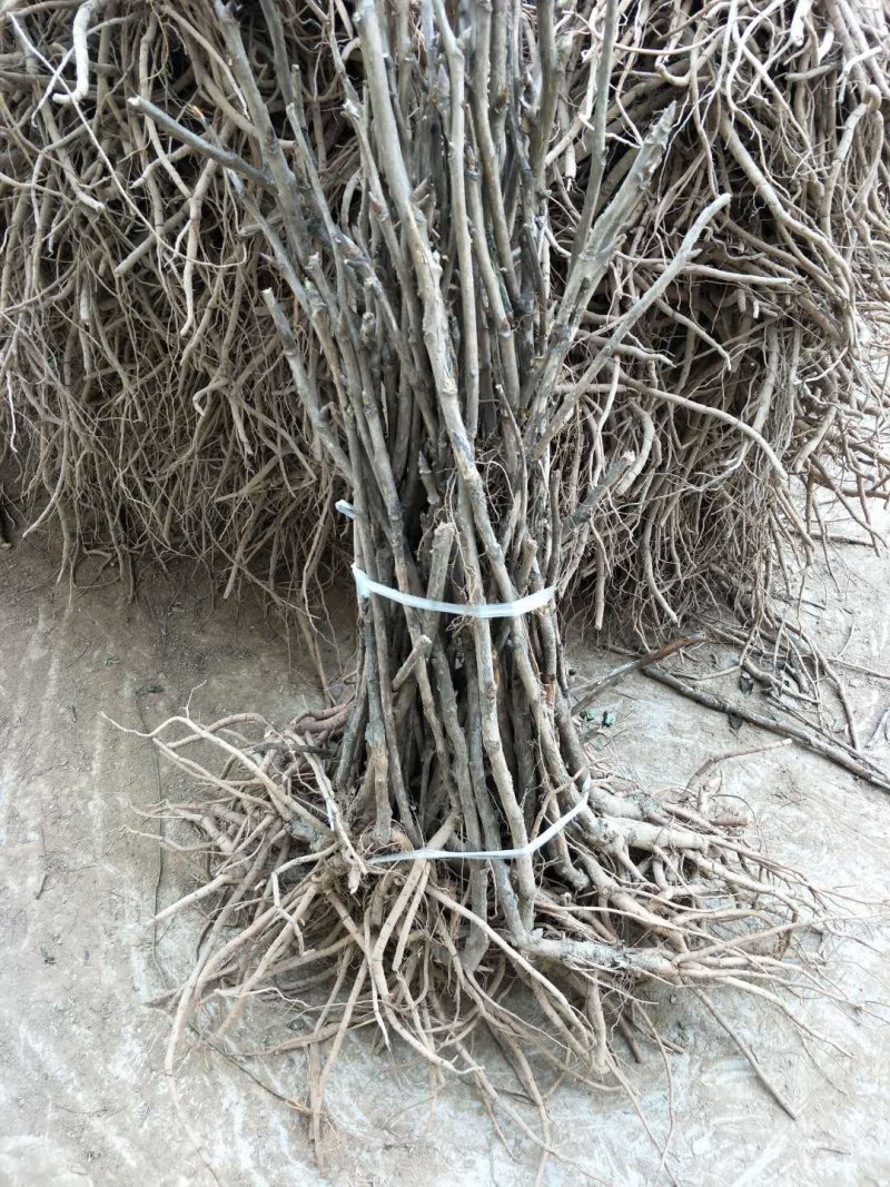 四年牡丹树，多年牡丹树，免费提供技术，批发零售需要的联系