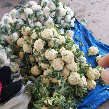 青梗散花大量上市单个重量一斤半到二斤。
