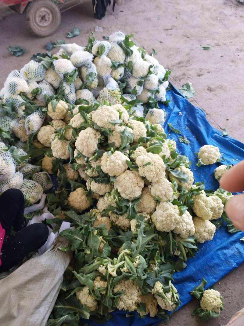 青梗散花大量上市单个重量一斤半到二斤。