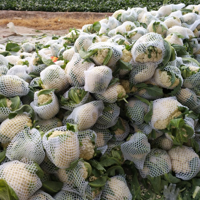 青梗散花大量上市单个重量一斤半到二斤。