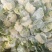 青梗散花大量上市单个重量一斤半到二斤。