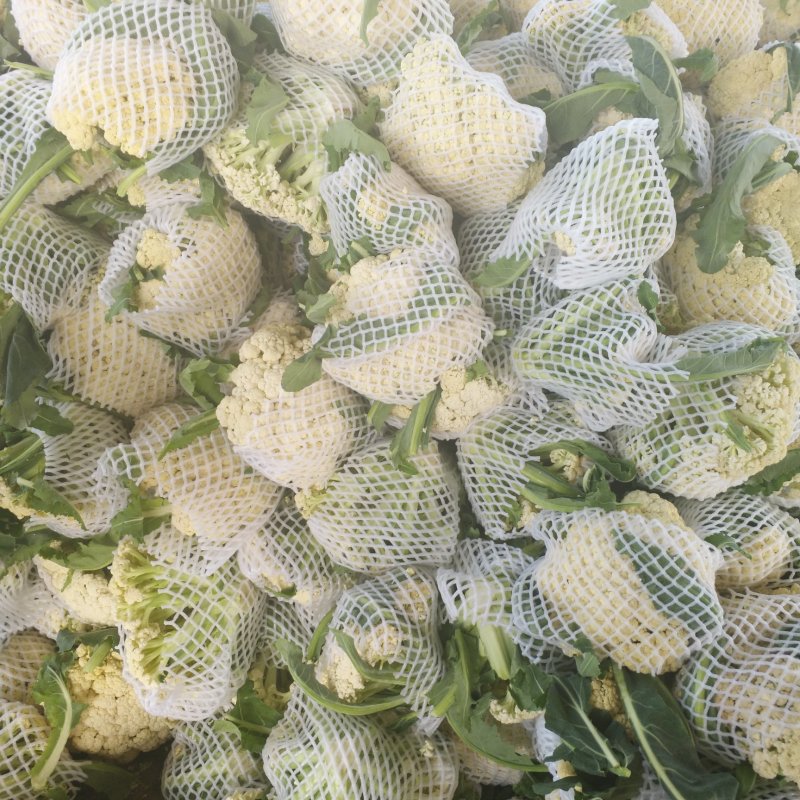 青梗散花大量上市单个重量一斤半到二斤。