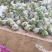 青梗散花大量上市单个重量一斤半到二斤。