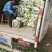 青梗散花大量上市单个重量一斤半到二斤。