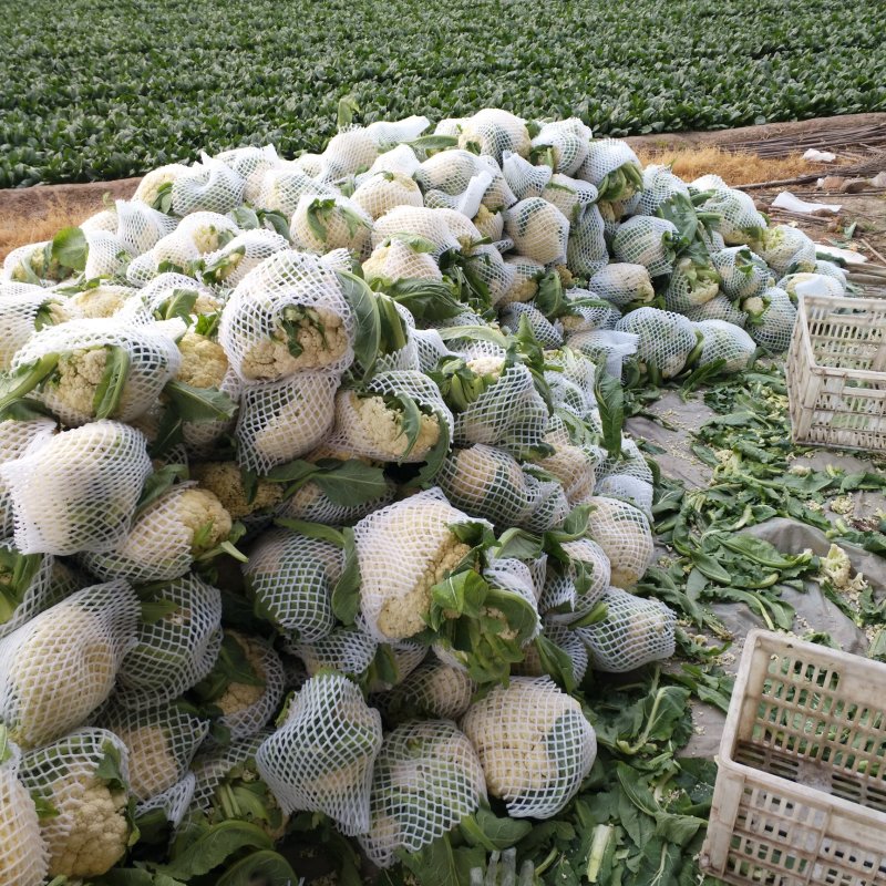 青梗散花大量上市单个重量一斤半到二斤。