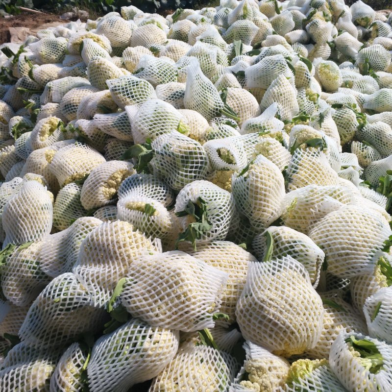 青梗散花大量上市单个重量一斤半到二斤。