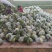 青梗散花大量上市单个重量一斤半到二斤。