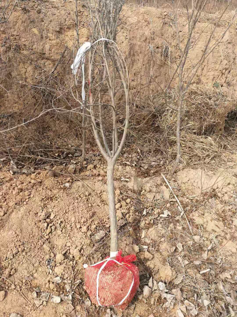 5公分石榴树6公分石榴树8公分石榴，规格齐全基地直销