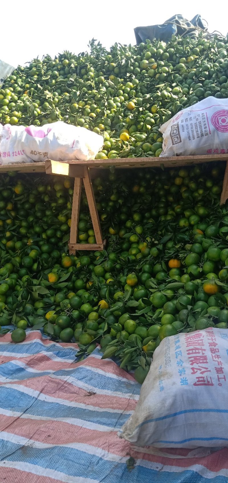 丹江囗精品青柑贡桔70果大量有货