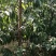 4-5公分桃树6-8公分桃树占地桃树山西桃树价格
