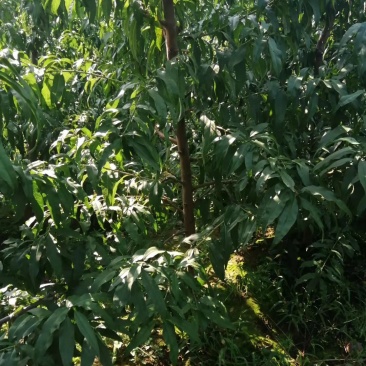 4-5公分桃树6-8公分桃树占地桃树山西桃树价格