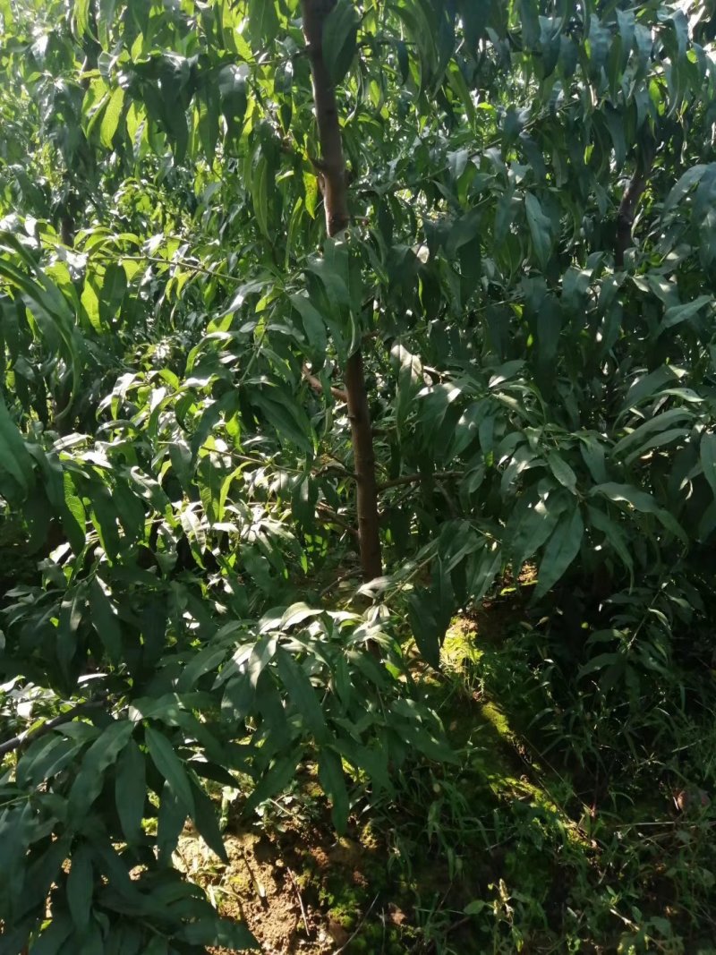 4－5公分桃树6－8公分桃树占地桃树山西桃树价格