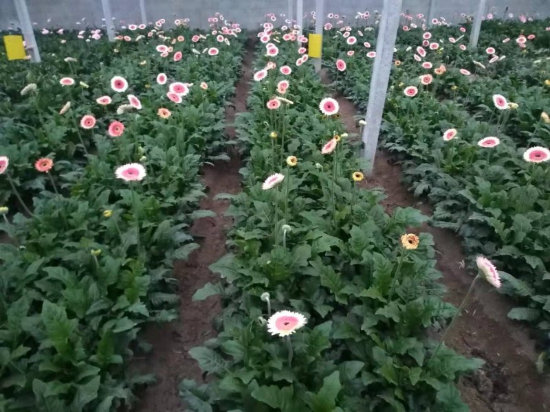 山东鲜花基地直供扶郎鲜花批发非洲菊一扎20支婚车插花蓝