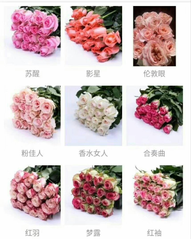大花月季小苗，成活率高，保湿发货，适用盆栽，地栽
