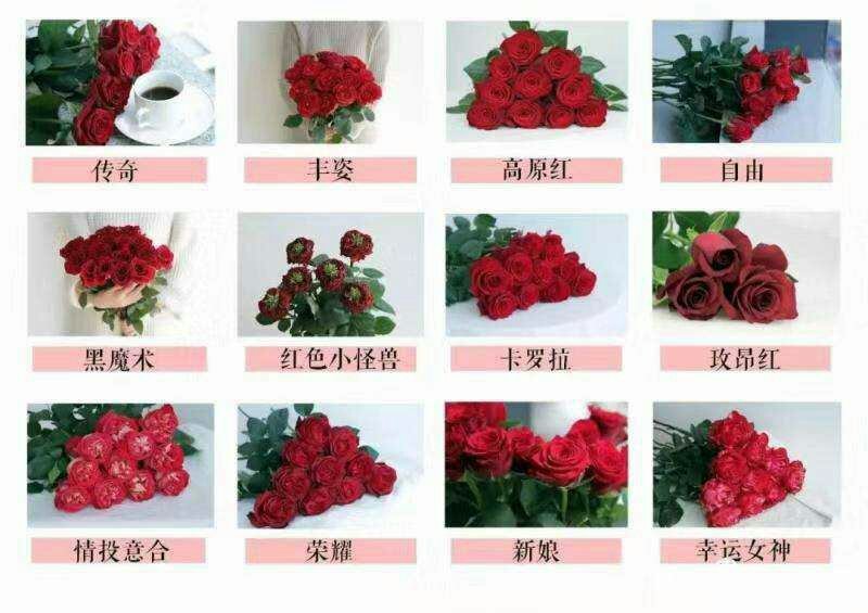 大花月季小苗，成活率高，保湿发货，适用盆栽，地栽