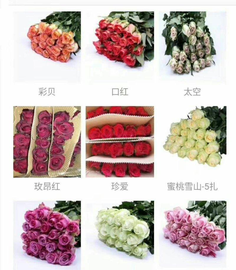 大花月季小苗，成活率高，保湿发货，适用盆栽，地栽