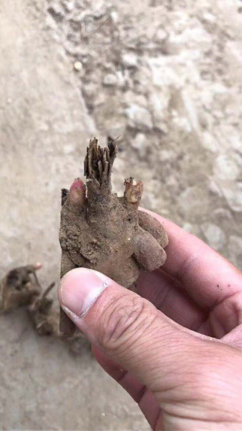 芍药芽头，山东菏泽芍药基地，免费提供技术