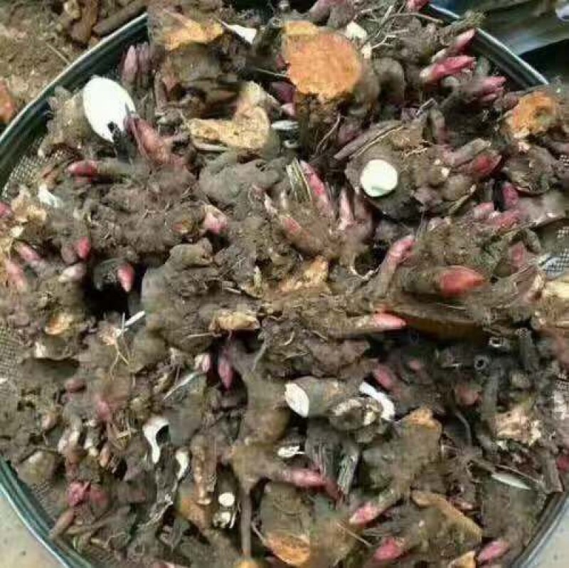 芍药芽头，山东菏泽芍药基地，免费提供技术