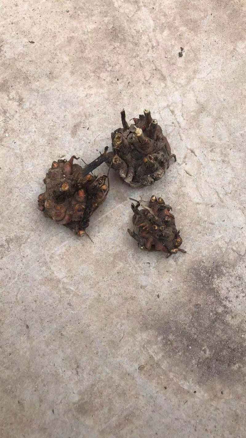 芍药芽头，山东菏泽芍药基地，免费提供技术