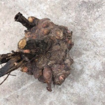 芍药芽头，山东菏泽芍药基地，免费提供技术