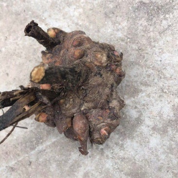 芍药芽头，山东菏泽芍药基地，免费提供技术