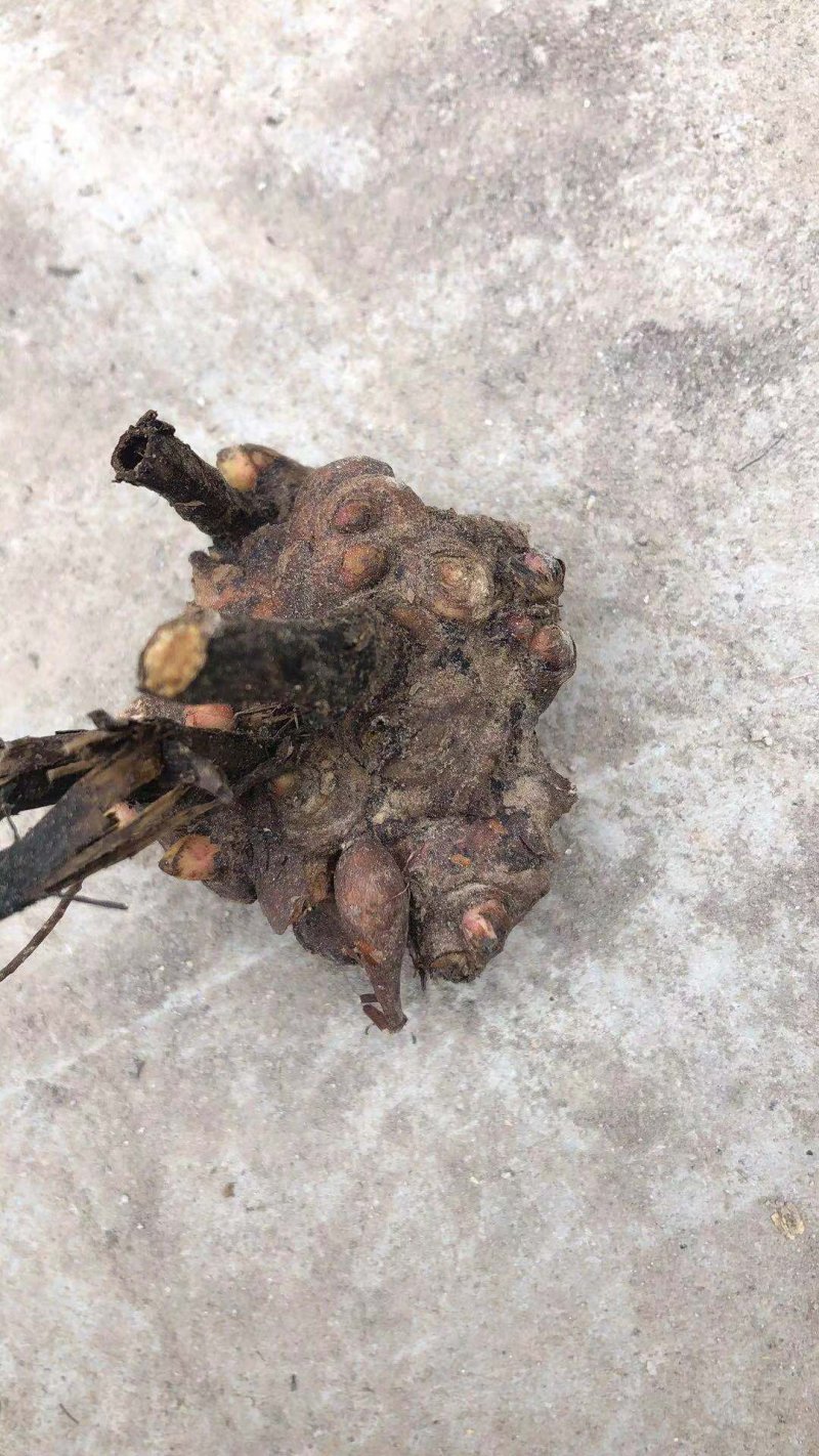 芍药芽头，山东菏泽芍药基地，免费提供技术