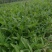 半夏块茎山东菏泽狭三叶品种，自产自销批发零售需要的话联