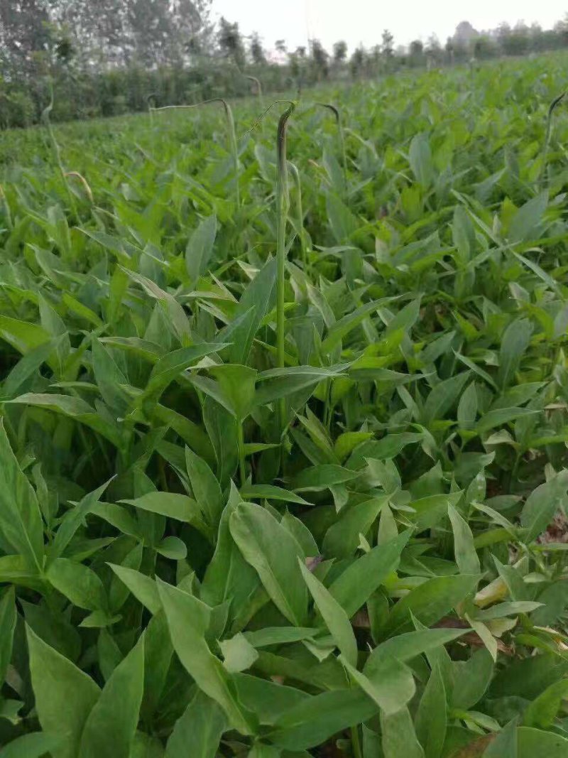 半夏块茎山东菏泽狭三叶品种，自产自销批发零售需要的话联