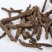 仙茅根独茅根地棕根茅爪子仙矛