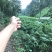 阳春砂仁