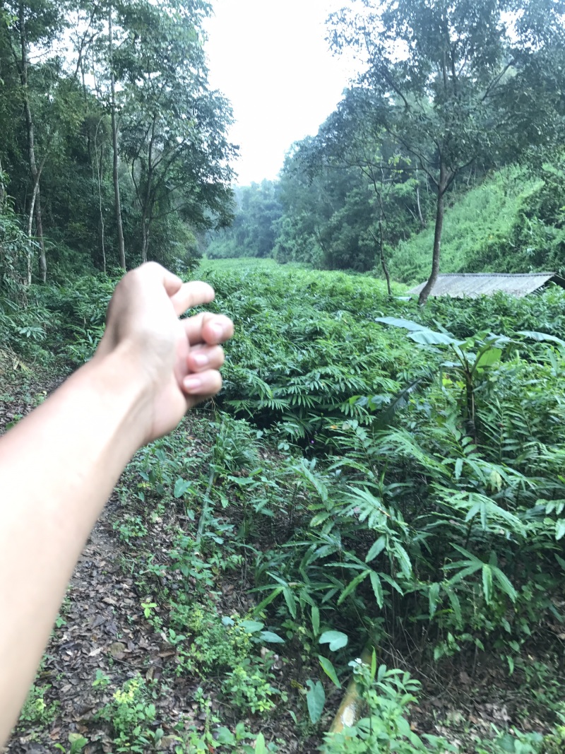 阳春砂仁